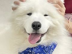 -星多哈·狗咖·拼豆·咖啡