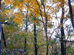 -云碧峰国家森林公园