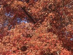 -五角枫生态旅游景区