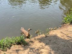 -沈阳鸟岛
