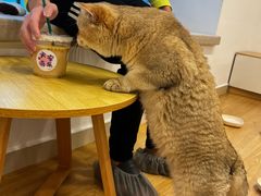 -有喵·猫咖·狗咖·30几只猫10只小狗(岗厦店)