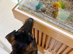 -帕帕拉兹宠物(亚洲旗舰店)