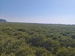 -北海金海湾红树林生态旅游区