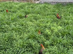 -高荡千年布依古寨旅游景区