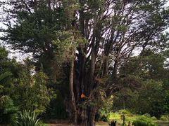 -墨尔本皇家植物园