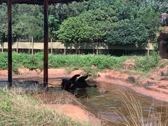 -海南热带野生动植物园