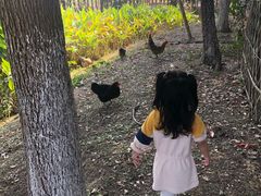 -田园东方蜜桃村的田野营地