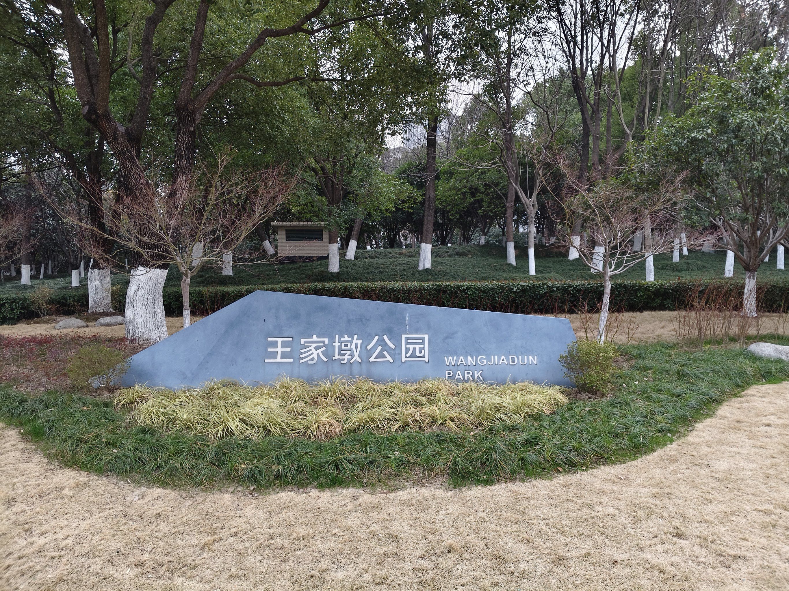 别被骗了!今天王家墩公园樱花还没有盛开🌸