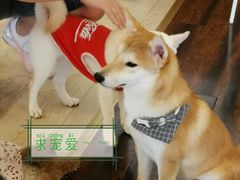 -豆柴町-柴犬主题狗咖(红鼎国际C座店)