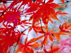 -深业半汤御泉庄温泉