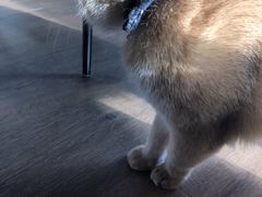 -东方名猫馆·英短金渐层布偶猫舍(环线广场1号楼店)