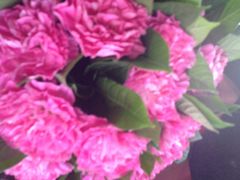 盛世荣兰花艺-盛世荣兰花艺