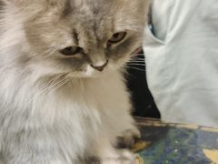 -平行世界·猫咖(首经贸店)