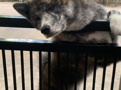 -TrueLove @ Neverland (Husky Cafe)