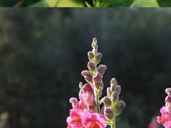 -广西壮族自治区药用植物园