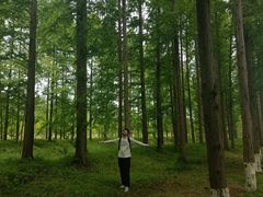 -黄海国家森林公园