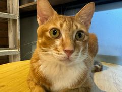 -豆逗聊愈猫阁Easy Life