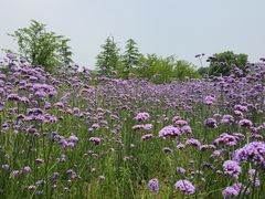 -杭州城北体育公园