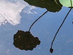 -荔湾湖公园