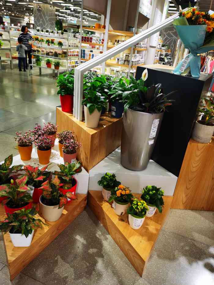 鹿岛园艺(朝天门来福士店)-"突然心血来潮想养花了,本来想去西城天街