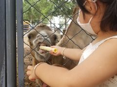 -长白岛森林公园