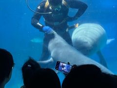 -烟台海昌鲸鲨海洋公园