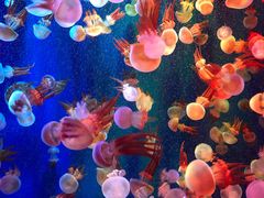 -成都浩海立方海洋公园