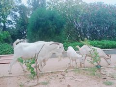 -北海金海湾红树林生态旅游区