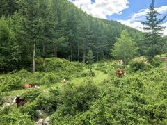 -苏木山森林公园