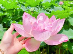 -陈家山荷花公园