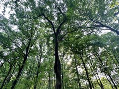 -南京老山国家森林公园