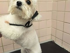 -FAELING PETS美天灵宠物(富力广场店)