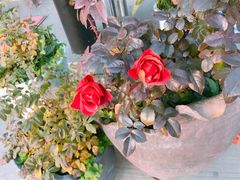 -呼吸森林·生态农庄农家乐私房菜