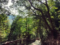-石台牯牛降景区
