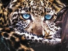 -罗红摄影艺术馆