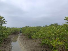 -北海金海湾红树林生态旅游区