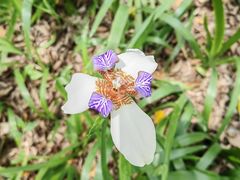 -深圳国际园林花卉博览园