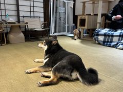 -逗柴咖啡屋·狗咖猫咖宠物桌游