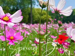 -上海滨江森林公园