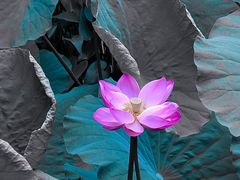 -长广溪湿地公园
