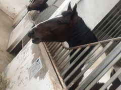 -月河湾马术俱乐部(朝阳店)