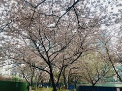 -西北湖绿化广场