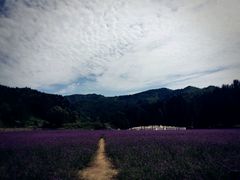 -紫海香堤香草艺术庄园
