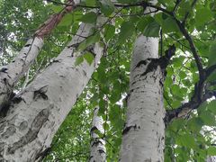 -塞罕坝国家级自然保护区