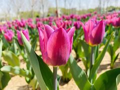 -廊坊文化艺术中心