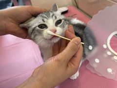-北京观赏动物医院·24小时大型综合·猫专科·异宠专科