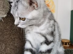 -团子家猫咪猫咖馆·柯基·柯尔鸭