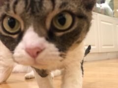 -momokira米努特·德文卷毛猫·棉花面纱犬