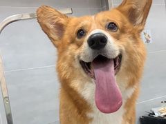 -宠福鑫康馨动物医院·骨科·眼科