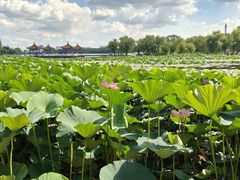 -长春市南湖公园